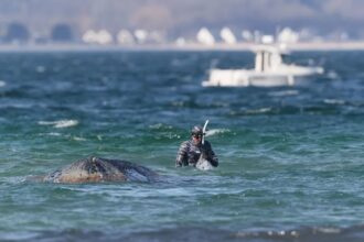 Ballena jorobada varada en el Báltico logra volver al mar