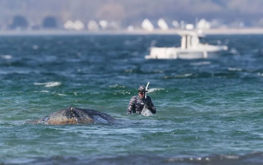 Ballena jorobada varada en el Báltico logra volver al mar