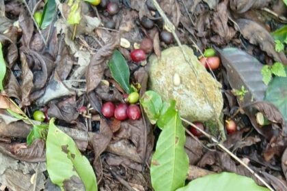 Gobierno entrega apoyo a caficultores de Bahoruco tras huracán