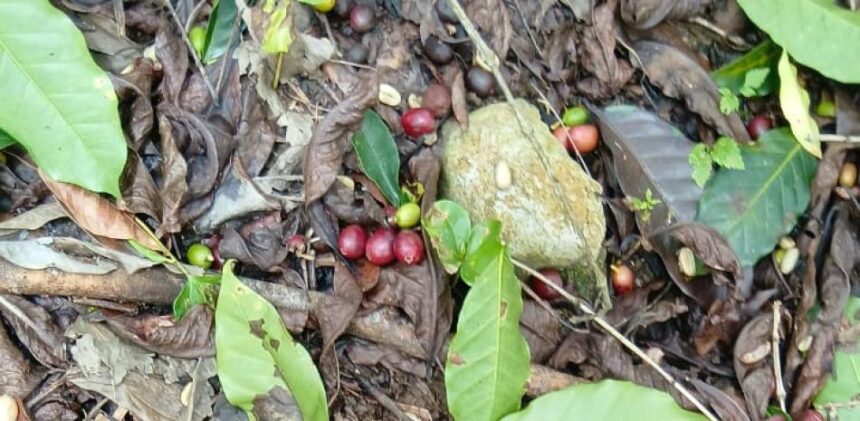 Gobierno entrega apoyo a caficultores de Bahoruco tras huracán