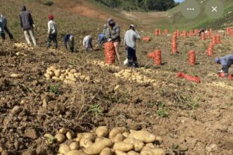 Gobierno comprará toda la producción de papa en Tireo desde lunes