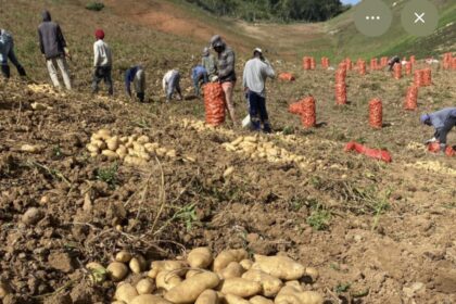 Gobierno comprará toda la producción de papa en Tireo desde lunes
