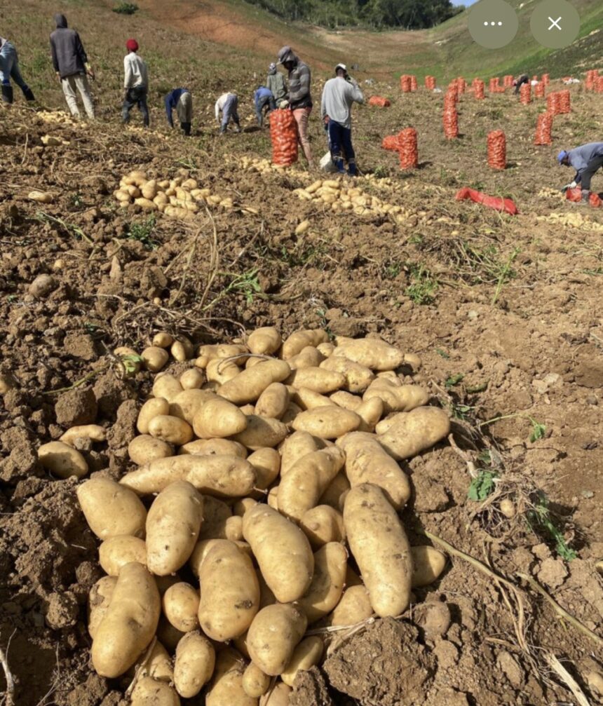 Gobierno comprará toda la producción de papa en Tireo desde lunes