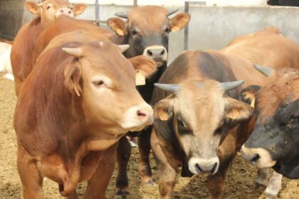 China suspende exportaciones de carne de tres plantas brasileñas