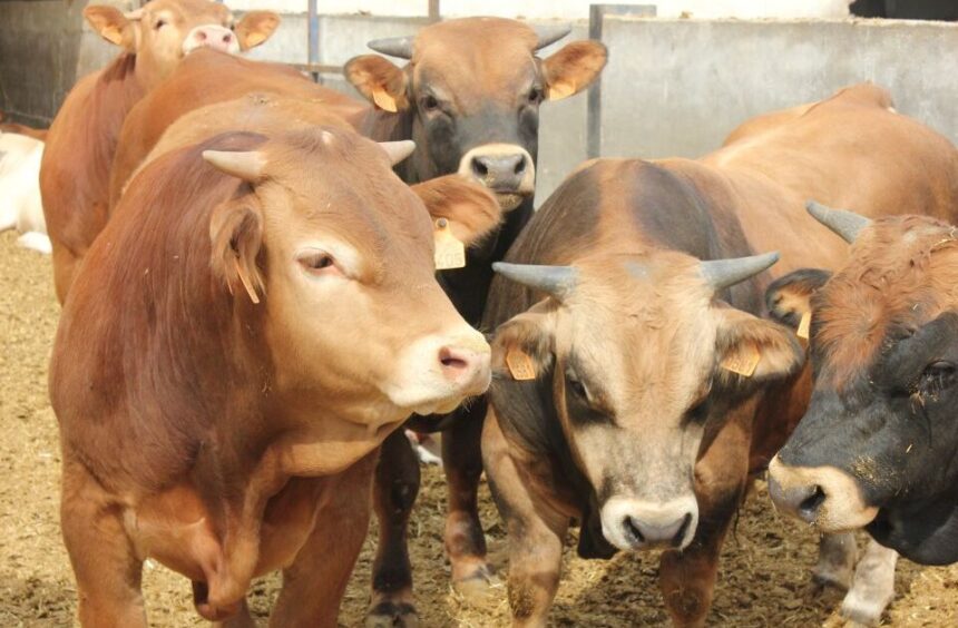 China suspende exportaciones de carne de tres plantas brasileñas